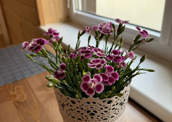 Rock 3* פלאנגה